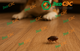 Как вывести земляных блох в частном доме